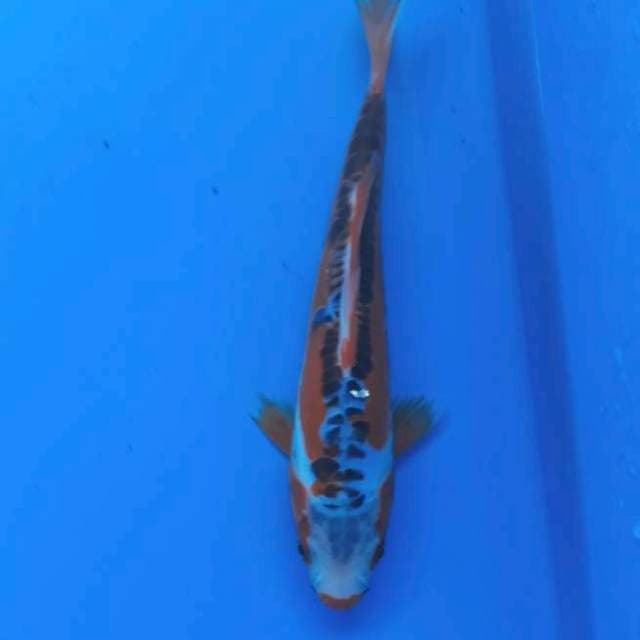 Baby shusui 18cm