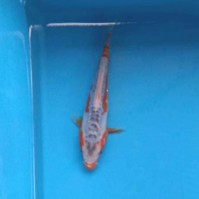 Baby shusui 17cm