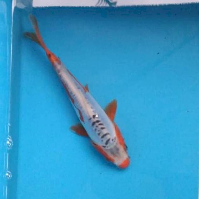 Baby shusui 19cm