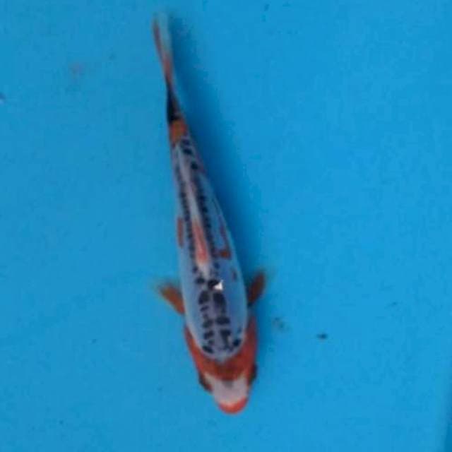 Baby shusui 14cm