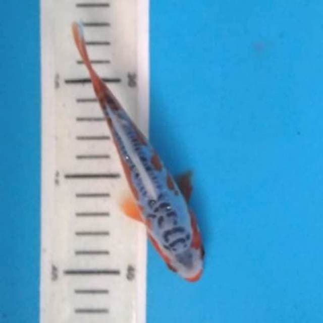 Baby shusui 15cm