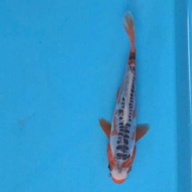 Baby shusui 15cm