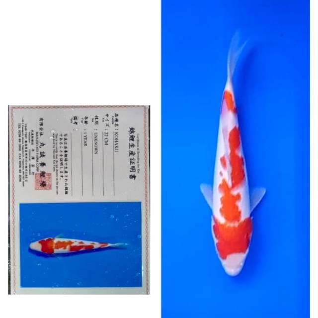 Kohaku Serti Marusei