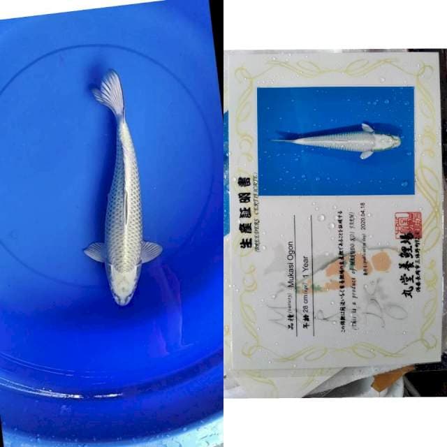 Mukasi ogon MARUDO serti