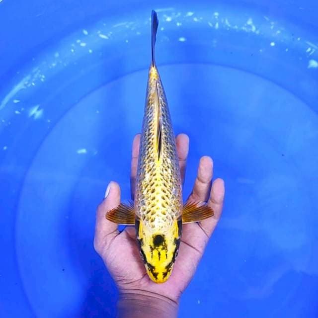 Mukasi Ginrin || 29 cm