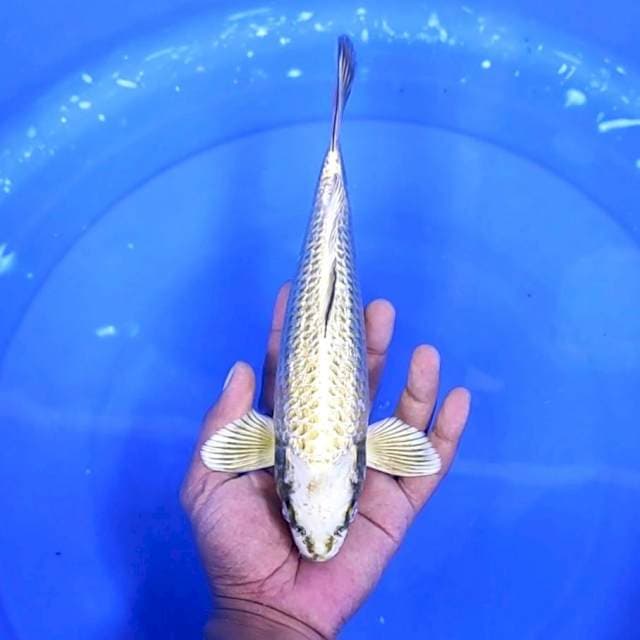 Mukasi Perak Ginrin || 27 cm