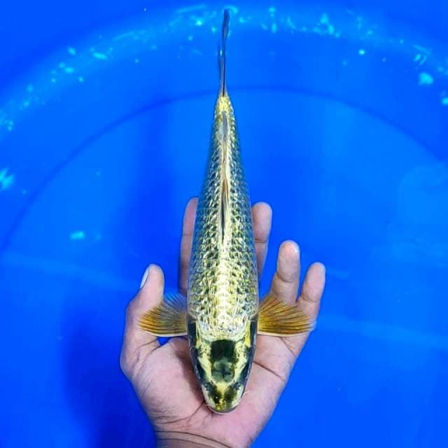 Mukasi Ginrin || 28 cm