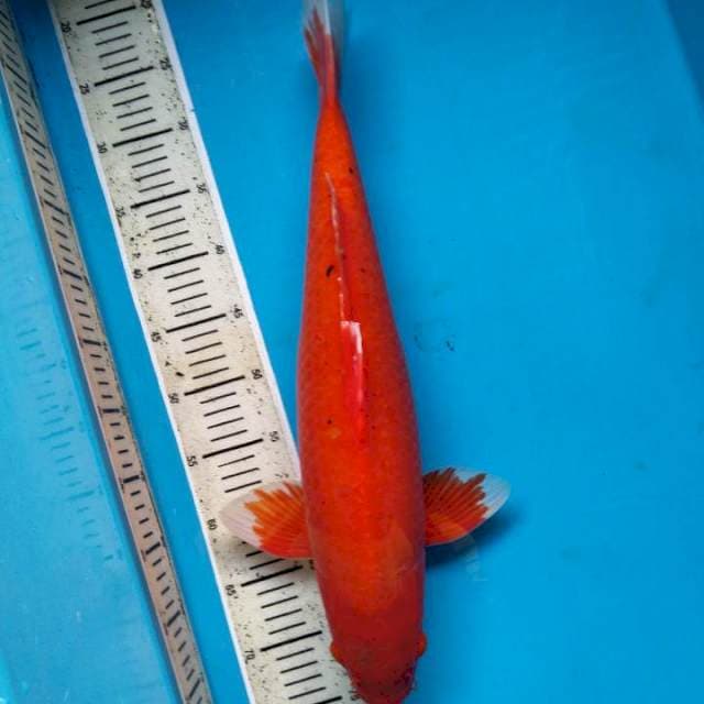Akahajiro red hot membara