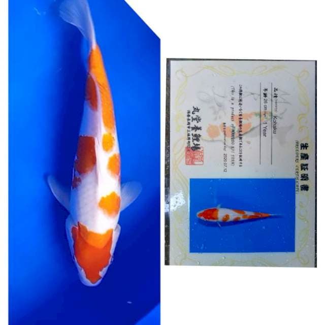 Kohaku Import Serti Marudo