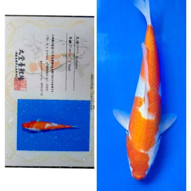 Kohaku Import Serti Marudo