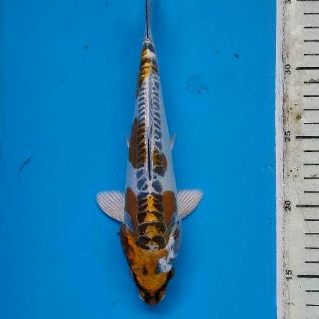 Kinkiko gold masih langka..23cm