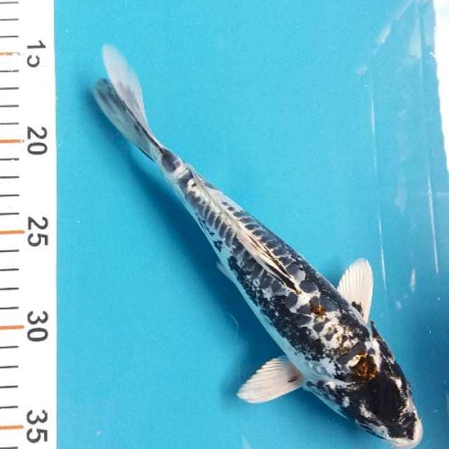 Koi antik 25up