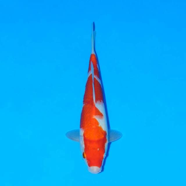 Kohaku