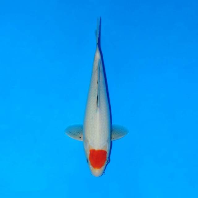 Tancho kohaku