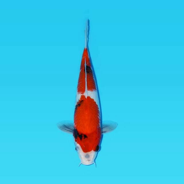 SHOWA MERAH MERONA