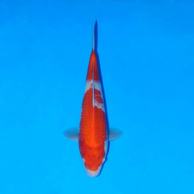 Kohaku 26cm
