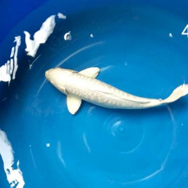Platinum Male 41
