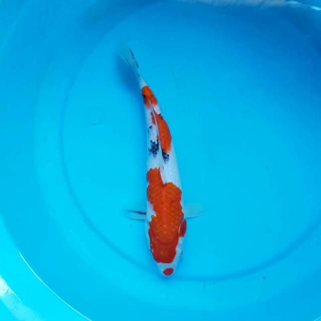Sanke Kuchibeni 29 cm