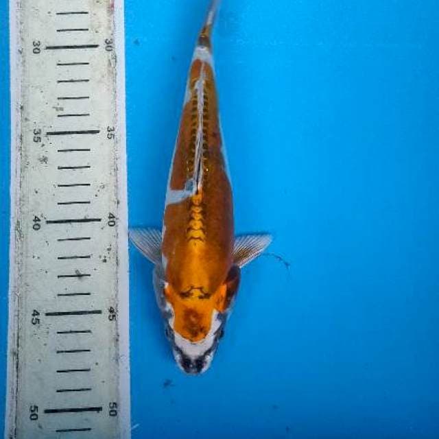 Kinkiko gold..24cm SQ