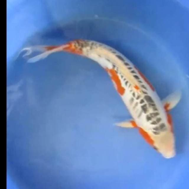 Shusui 40 cm BU F1 anakan import farm yamaju