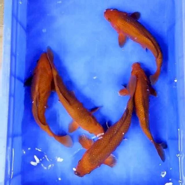 5 EKOR PENJINAK KOLAM # 27-30CM