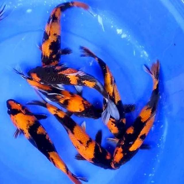 7 EKOR PAKET UTSURI # 23-25CM