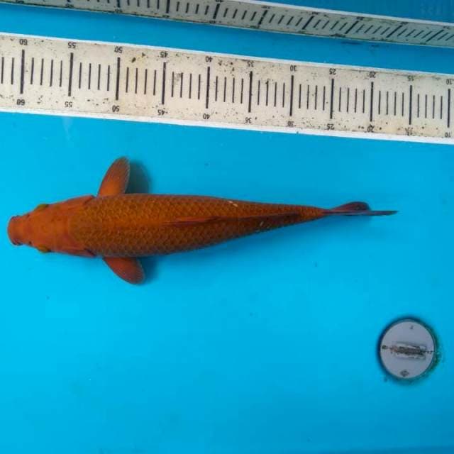Cagoi tembaga