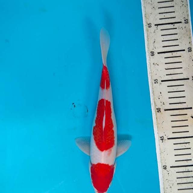 Kohaku bersetep