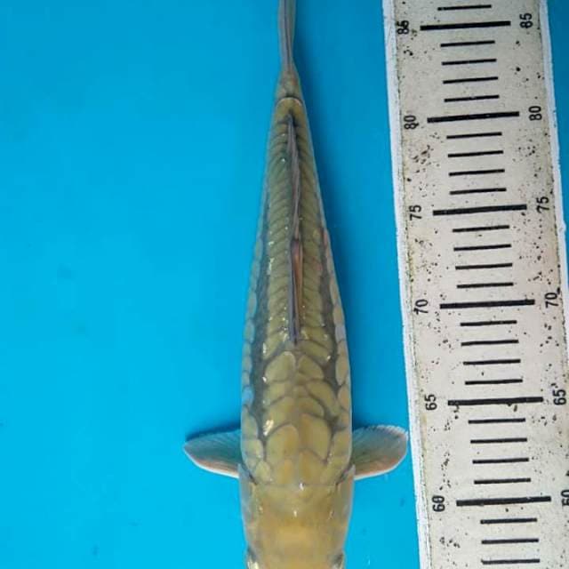 Chagoi aragoke