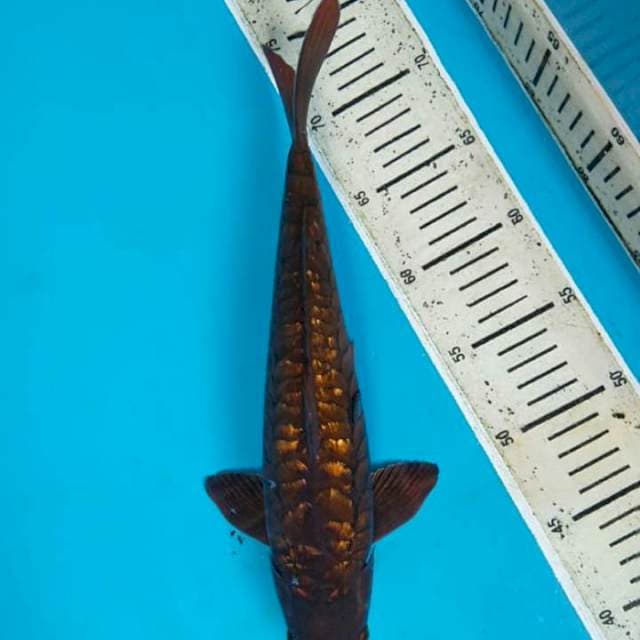 Caghoi tembaga