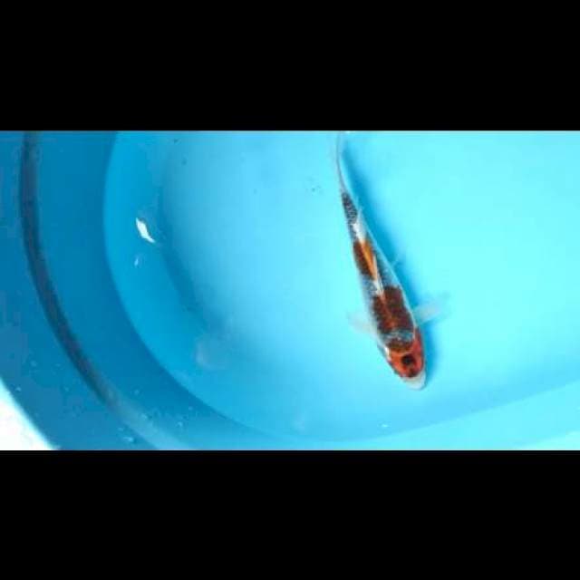 Kujaku red strong . Male 27cm step 3