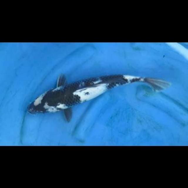 Shiro sumi hitam pekat, 35cm