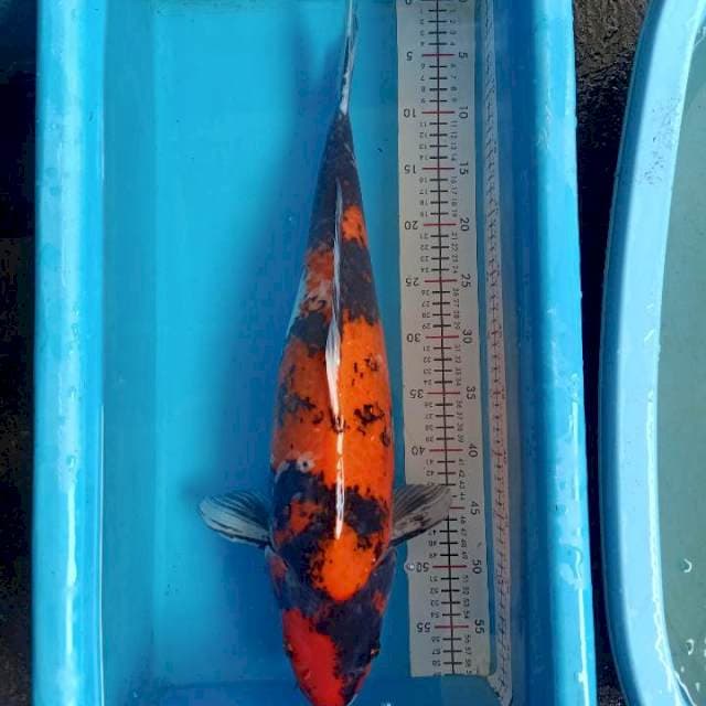 Hishowa Female 60cm