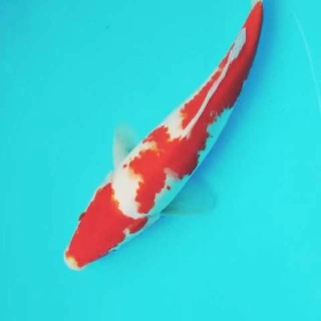 Kohaku 30cm Ori