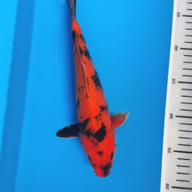 Utsuri 27cm