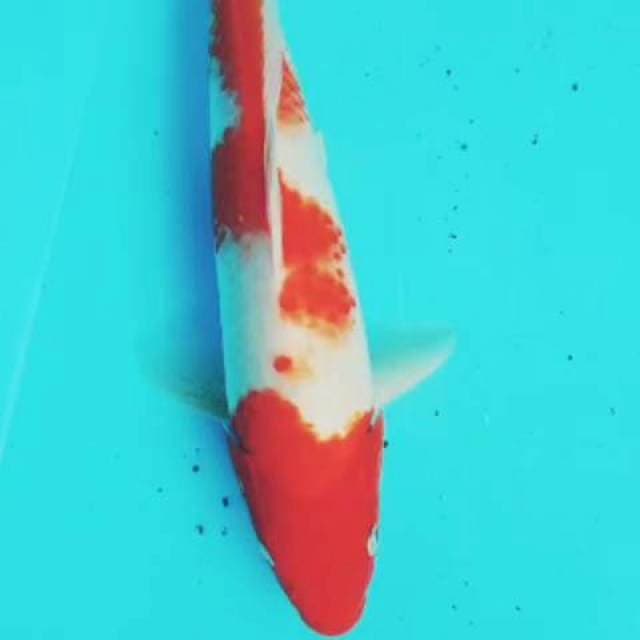 Kohaku 27cm Ori