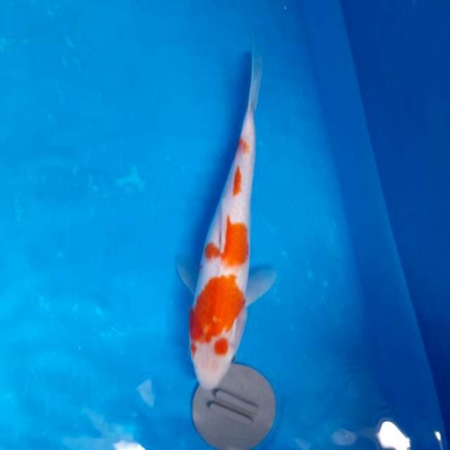 Kohaku 29