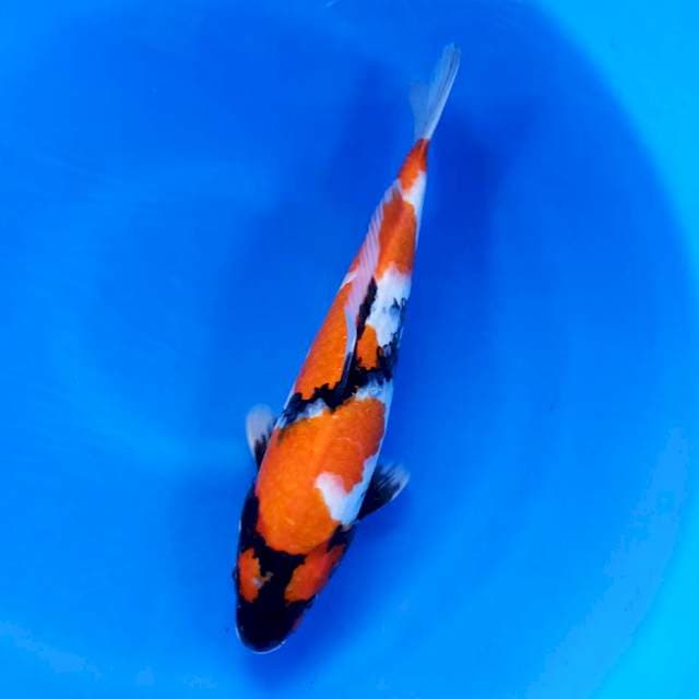Showa female 35cm