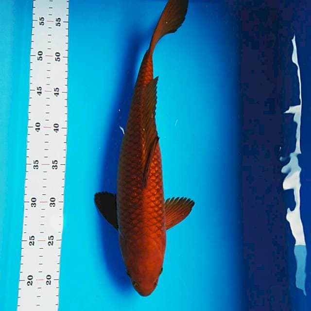 Chagoi strong 41cm male