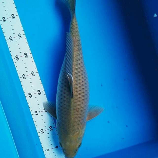 Antique 43cm