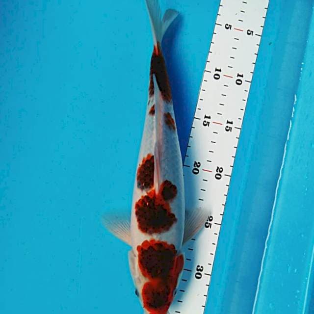 Goromo jos 30cm male