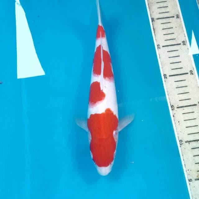 Kohaku, 26 cm