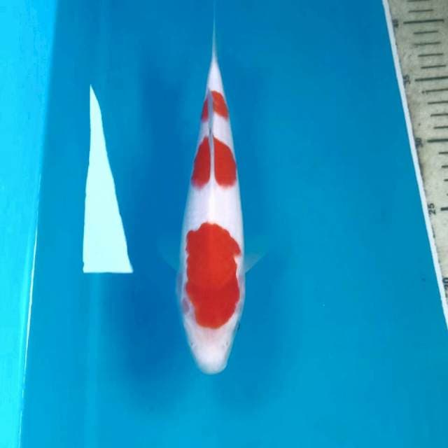 Kohaku, 24 cm