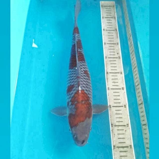 Ochiba Sigure, male 40 cm