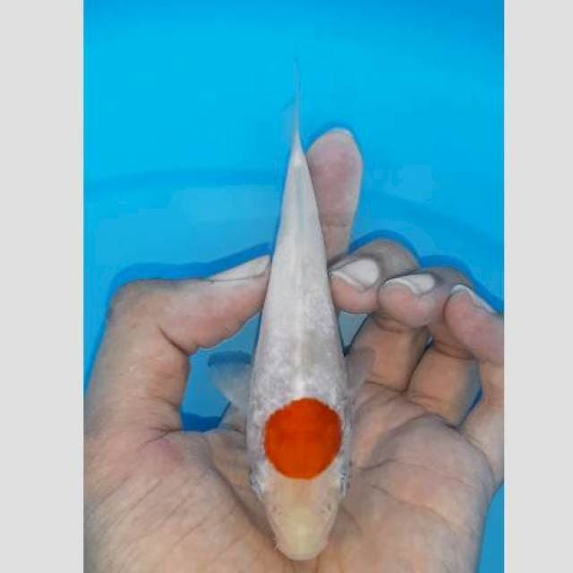 Tancho keren 15cm putih