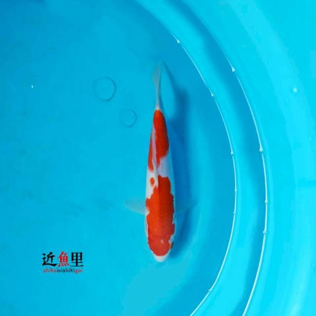 Nidan Kohaku 24 cm