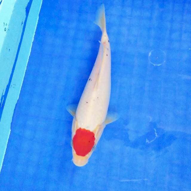 Tancho sanke 25cm. Original