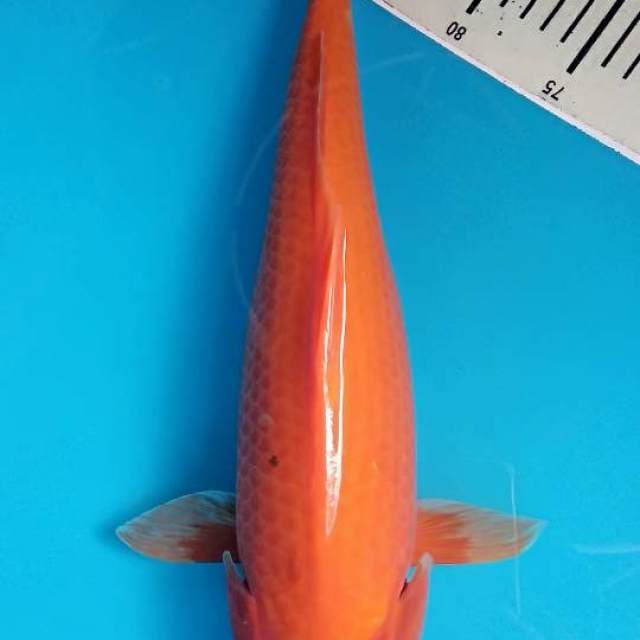 Benigoi