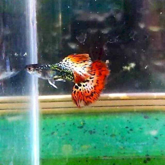 Red Dragon