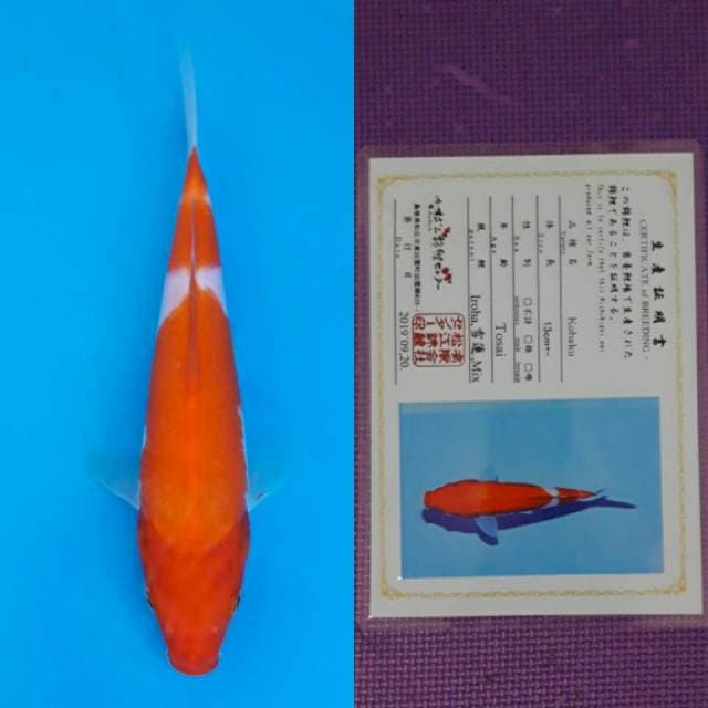 Matsue kohaku 22cm certy